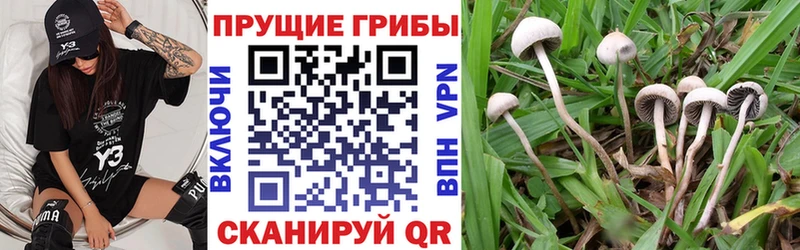 как найти наркотики  Ленинградская  Псилоцибиновые грибы Psilocybe 